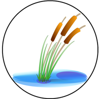 cattails